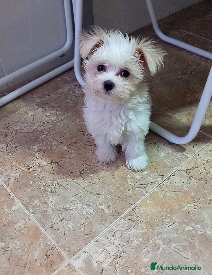 Bichón Maltés perros BICHÓN MALTES HEMBRITA - Anuncio 28