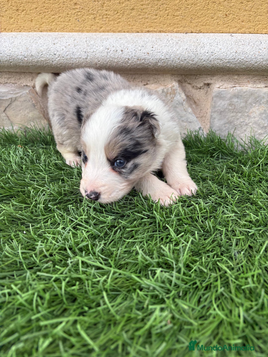 Border Collie perros en venta: Border Collie macho Merle precioso - Anuncio 16