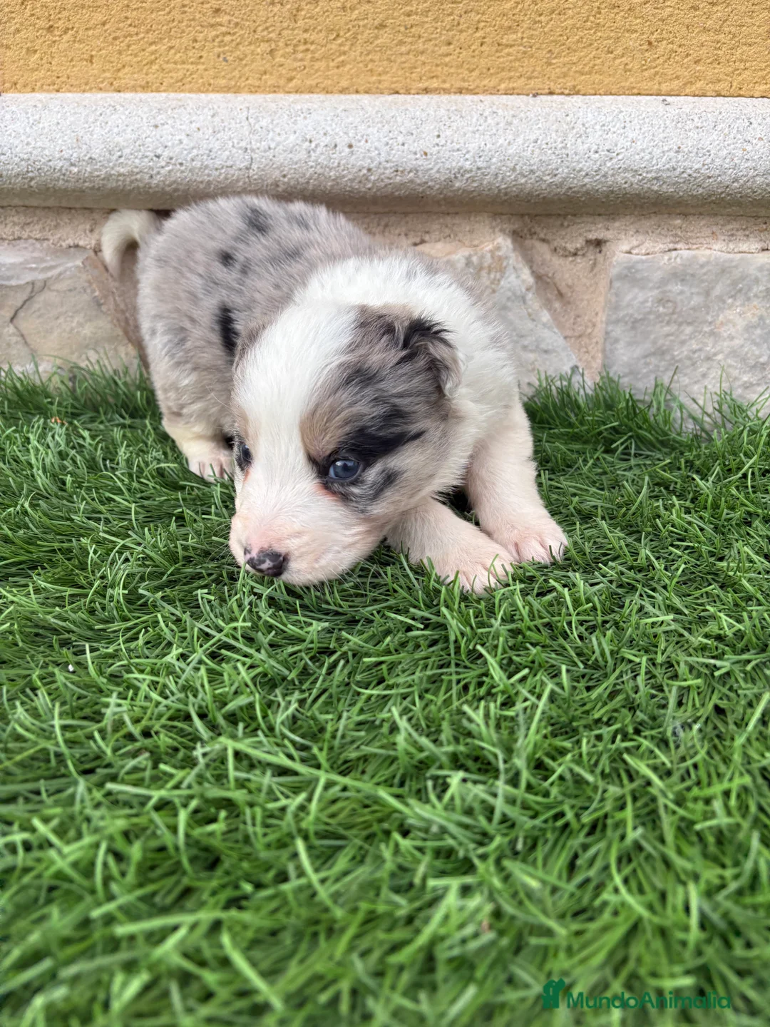 Border Collie perros en venta: Border Collie macho Merle precioso - Anuncio 16
