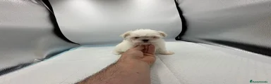 Bichón Maltés 2