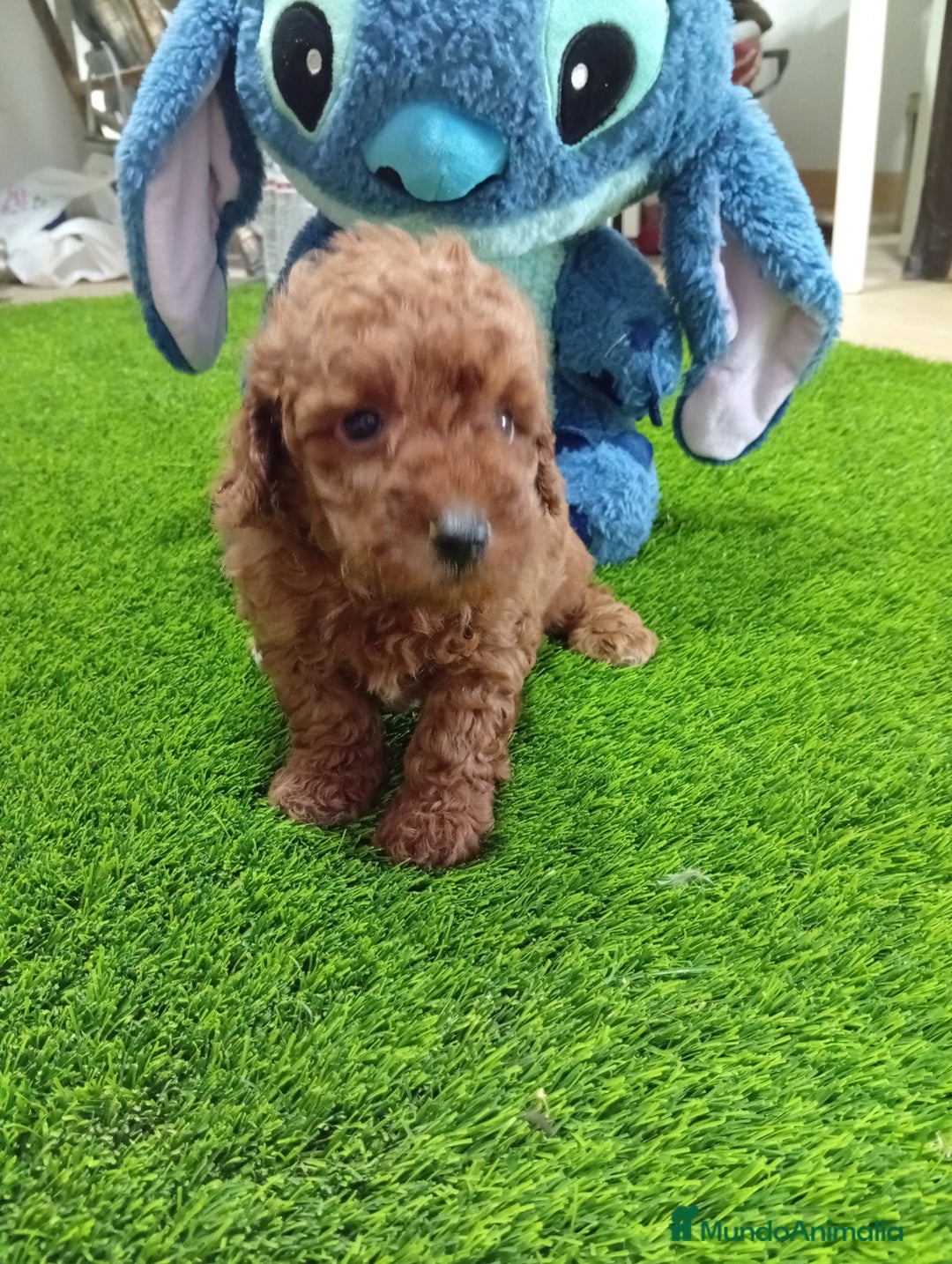 Maltipoo perros en venta: Precioso maltipoo 90% caniche  - Imagen 2