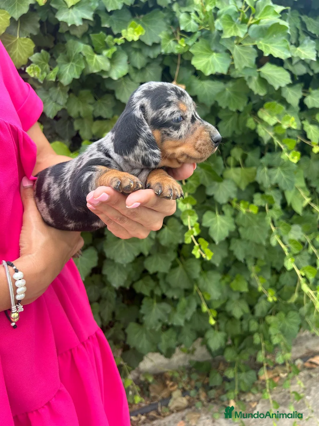 Teckel Miniatura perros en venta: teckel arlequin  - Anuncio 2