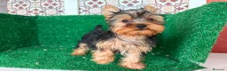 Yorkshire Terrier perros en venta: yorkshire terrier - Anuncio 1