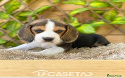 Beagle perros en venta: Camada de Beagle - Imagen 3