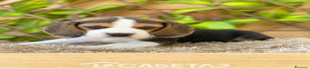 Beagle Cachorro 3485