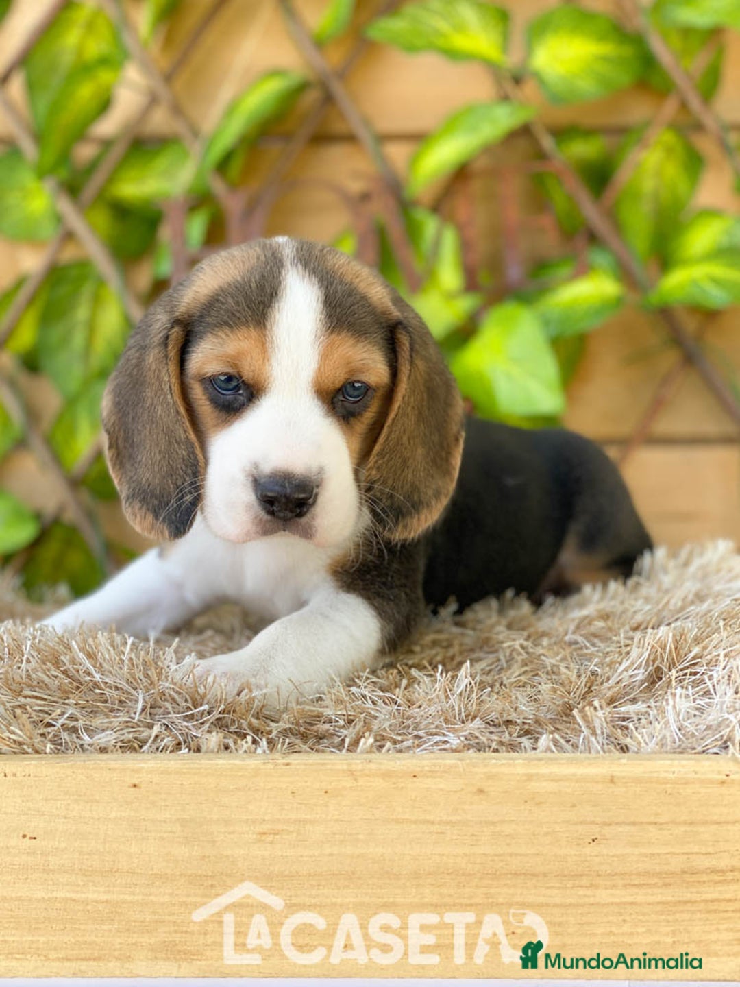 Beagle perros en venta: Camada de Beagle - Imagen 3