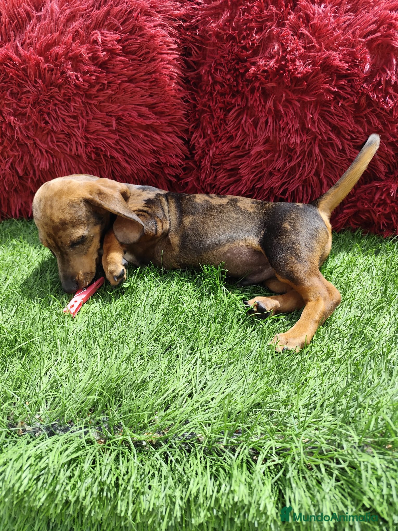 Teckel Miniatura perros en venta: Teckel Miniatura merle en Alicante - Anuncio 9