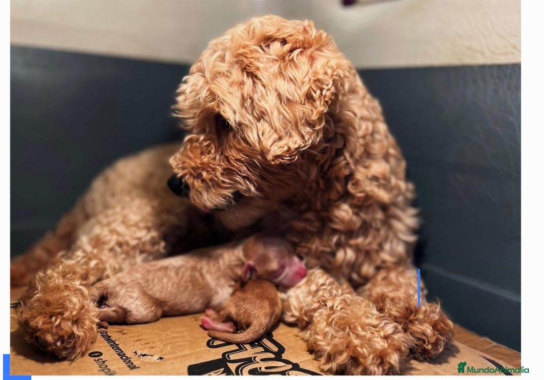 Maltipoo perros en venta: Macho Maltipoo  - Anuncio 1