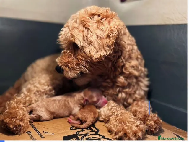 Maltipoo perros en venta: Macho Maltipoo - Anuncio 1