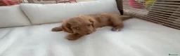 Cavapoo perros en venta: Cavapoo  - Anuncio 2