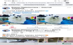 Bichón Maltés perros en venta: Bichon Maltese Coreano Asiático Puro mini - Imagen 8