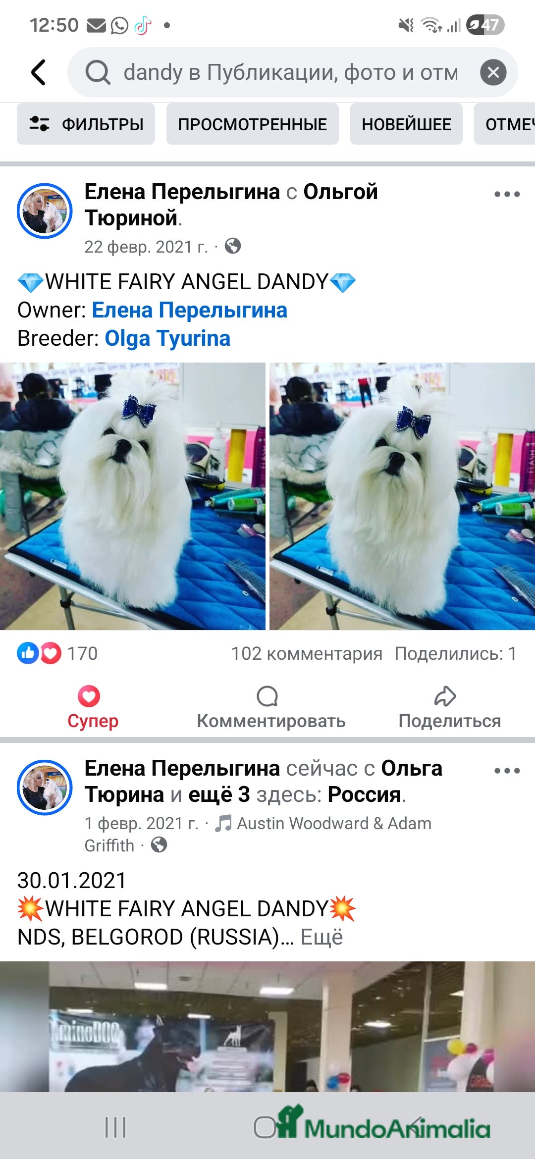 Bichón Maltés perros en venta: Bichon Maltese Coreano Asiático Puro mini - Imagen 8