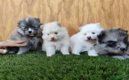 Pomsky perros en venta: Pomsky  - Imagen 3