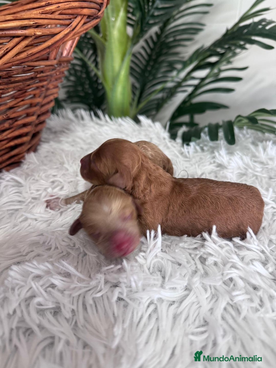 Caniche Toy perros en venta: CANICHE TOY HEMBRA. ENVIOS A TODA ESPAÑA - Imagen 5