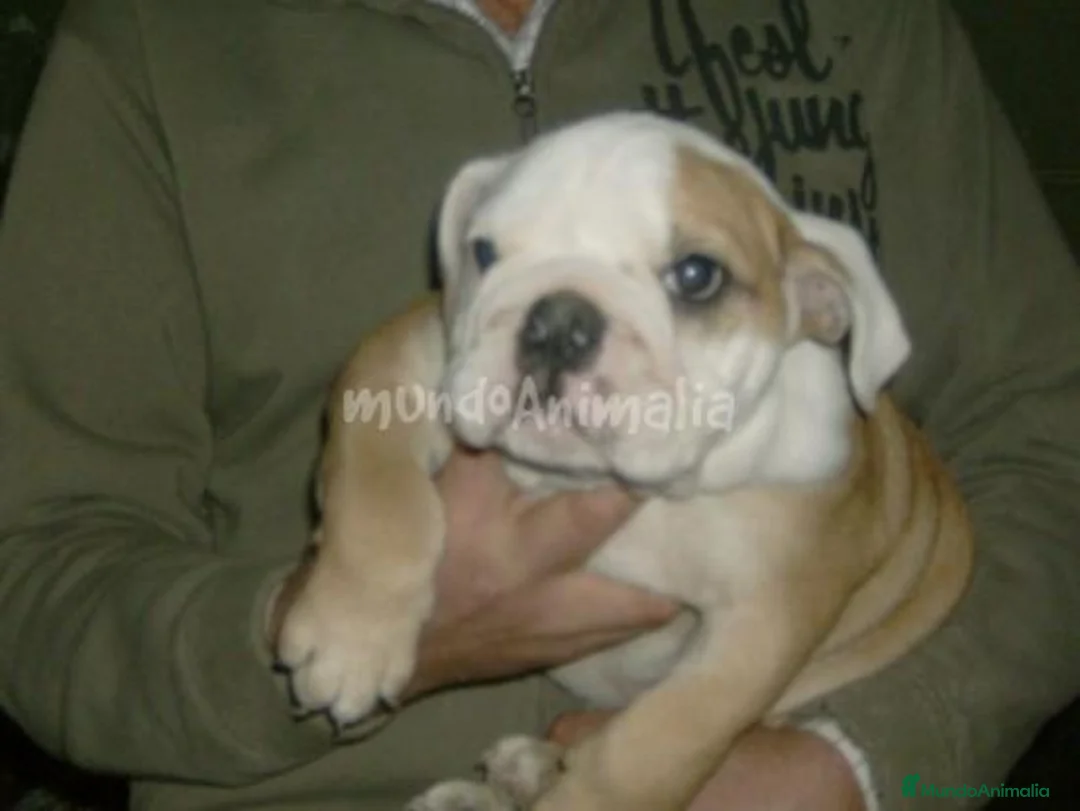 Imagen de galería {{count}}