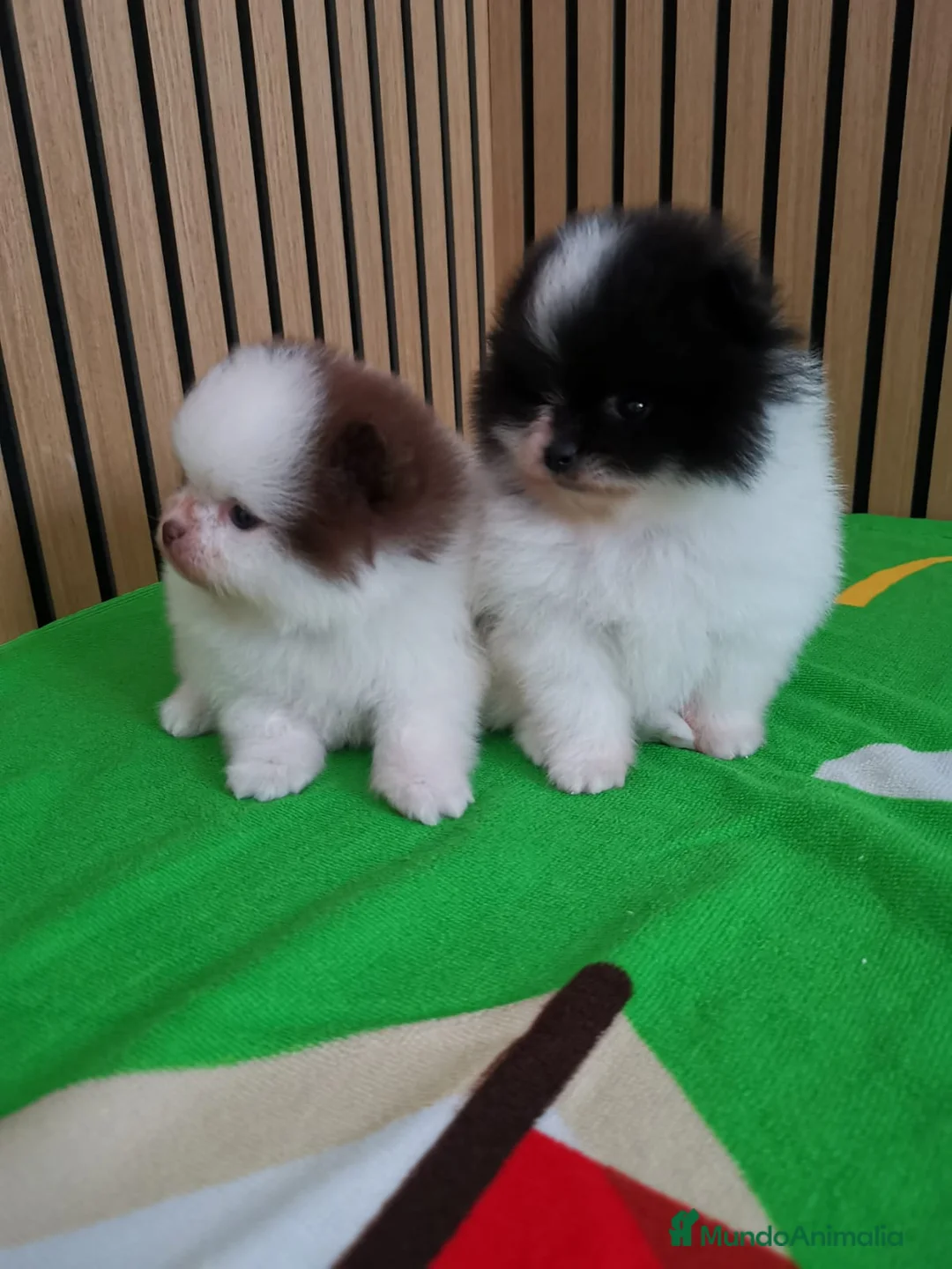 Pomerania perros en venta: Pomerania TOY Party Chocolate y Negro  - Anuncio 7