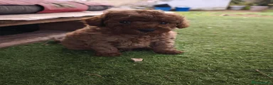 Caniche Toy 3