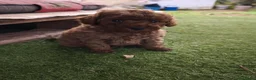 Caniche Toy perros en venta: Cachorros caniches toys rojos - Anuncio 4
