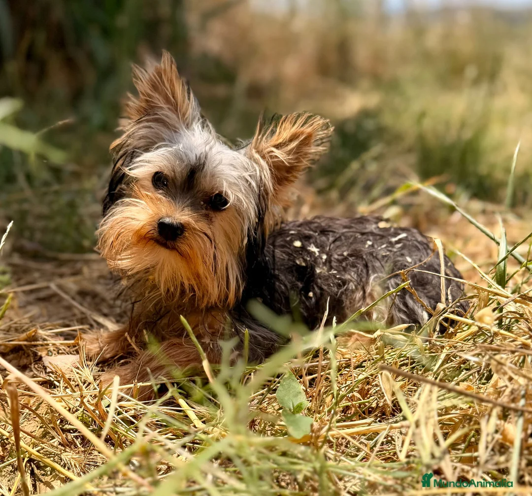 Yorkshire Terrier perros en venta: YORKSHIRE MACHO  - Anuncio 1
