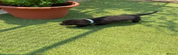Labrador Retriever perros en venta: LABRADOR - Anuncio 38