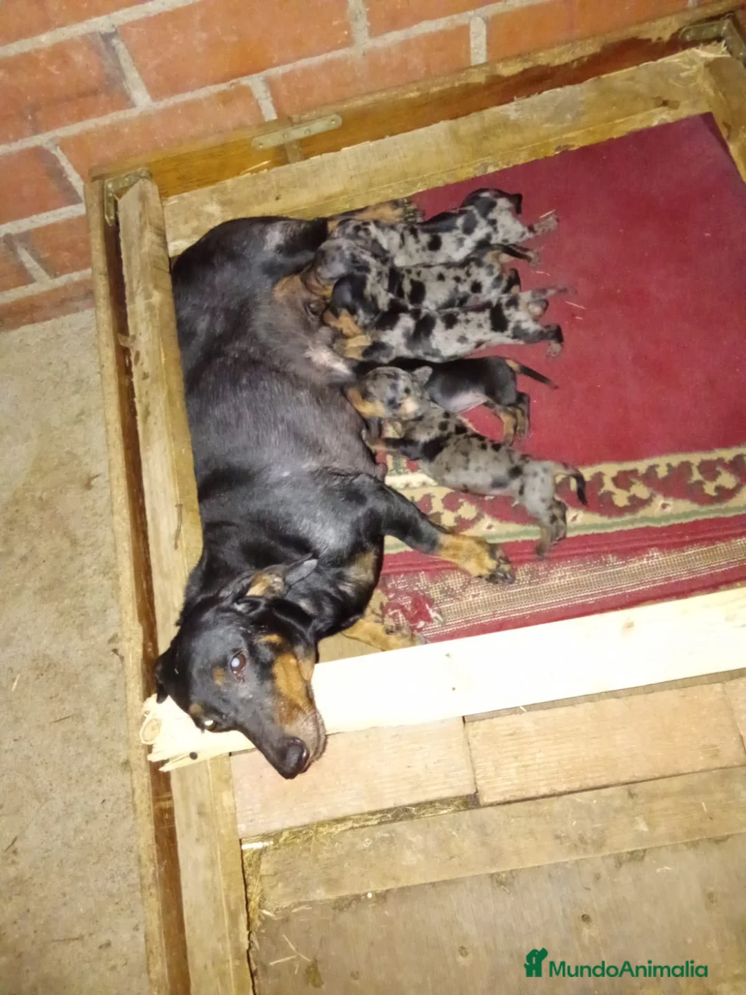 Teckel Miniatura perros en venta: Teckel mini  - Anuncio 7