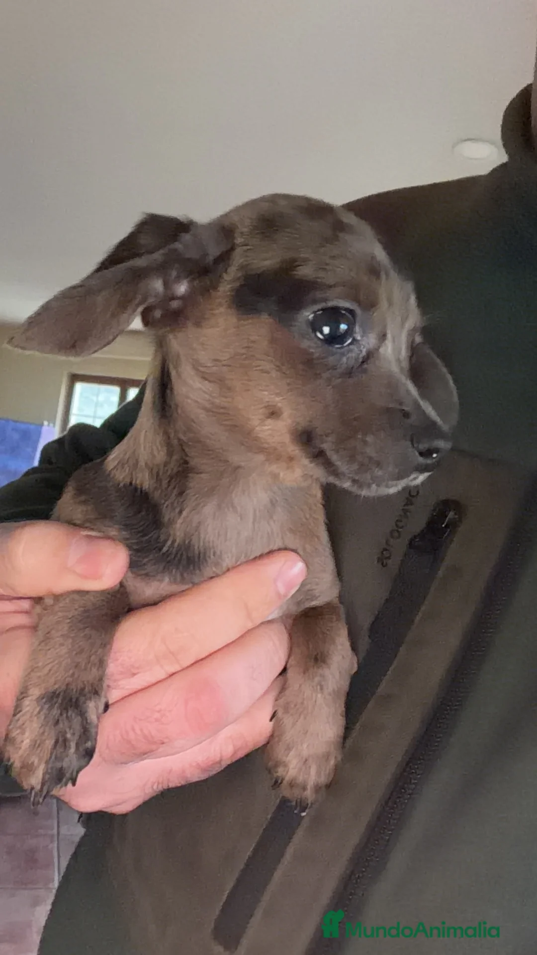 Raza Mixta perros en venta: Preciosa cachorrita mezcla Teckel y Chuguagua  - Anuncio 1