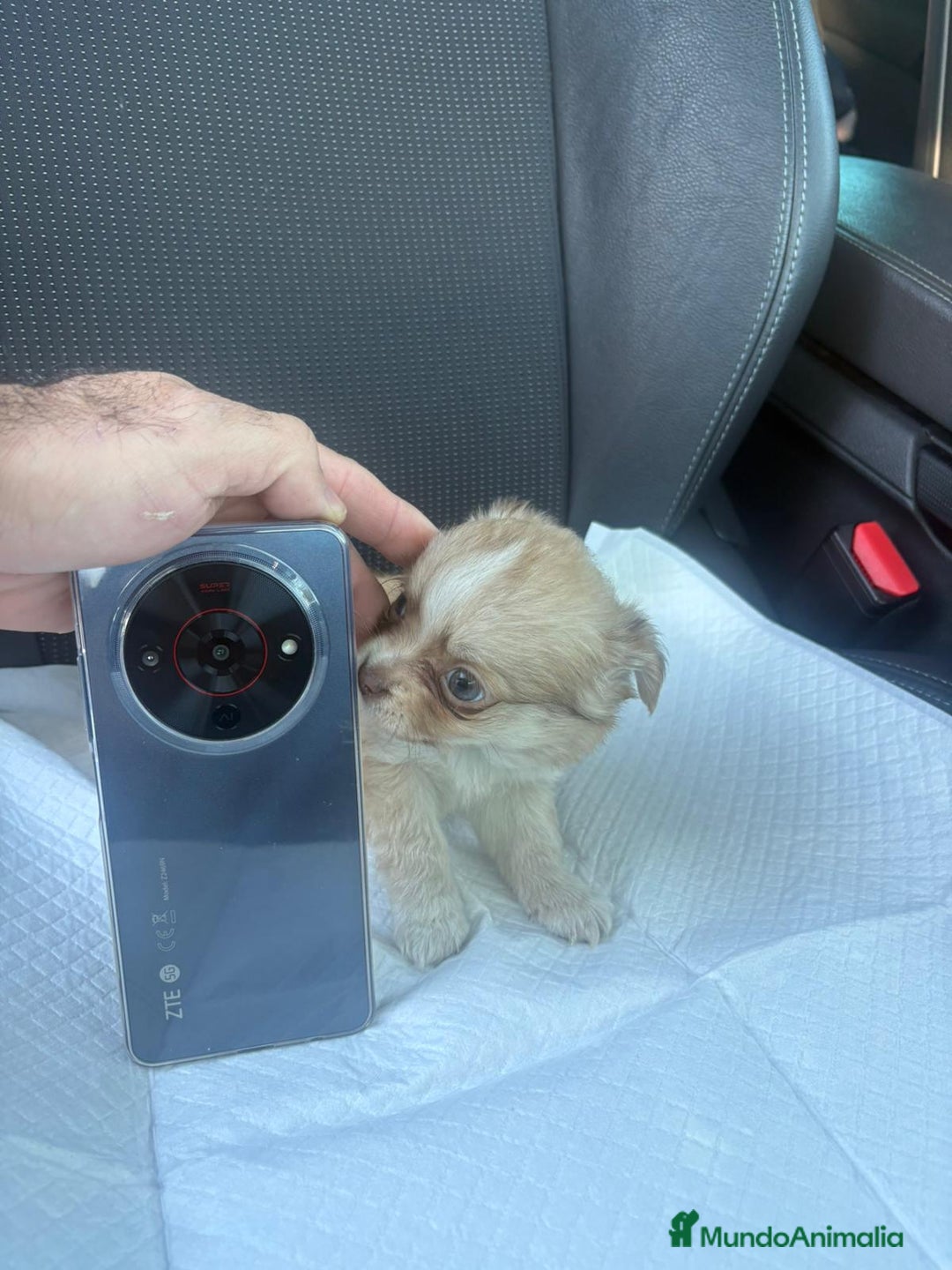 Chihuahua perros en venta: Chihuahua toy pelo largo hembra - Anuncio 7