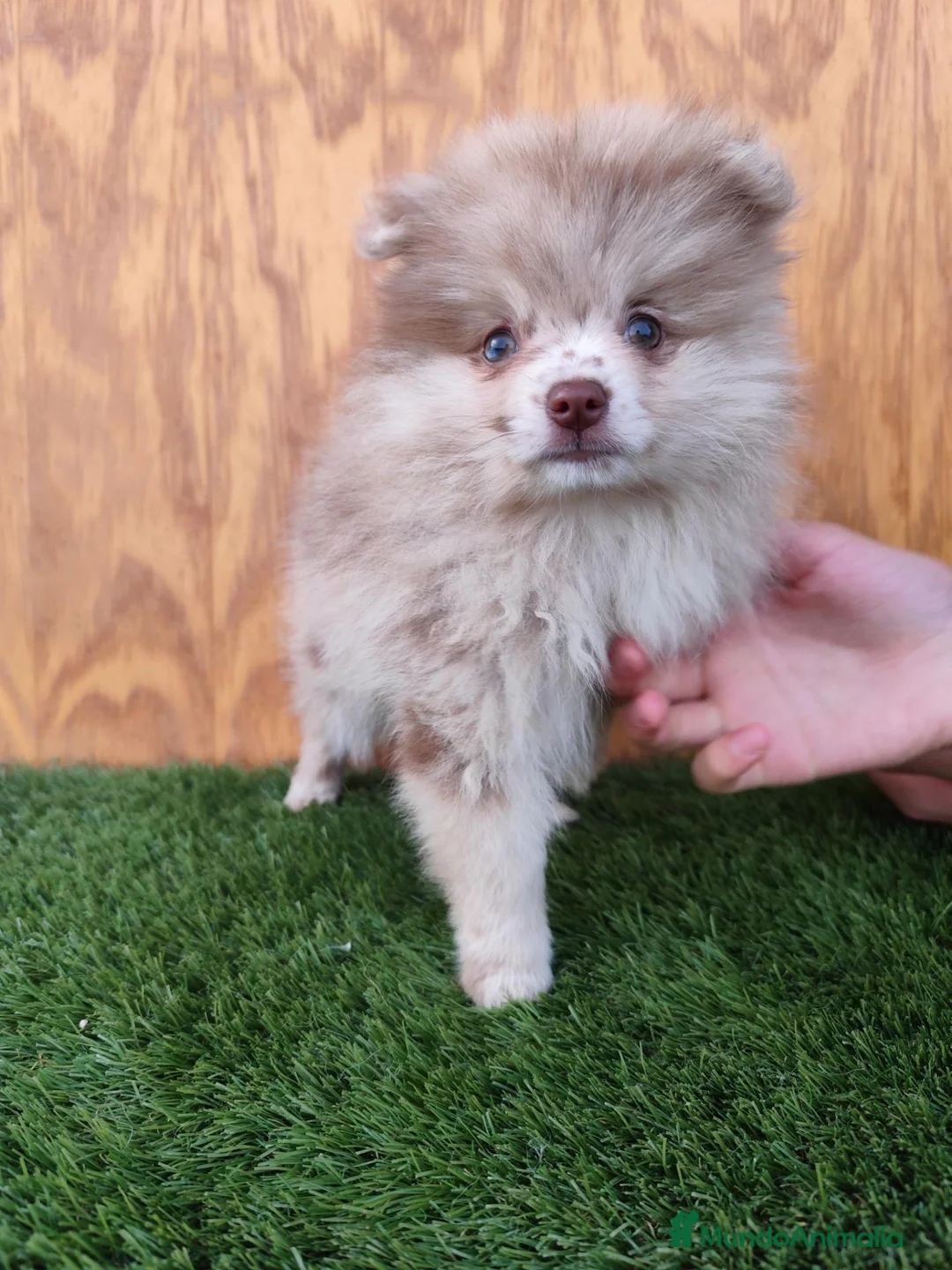 Spitz pequeño - Kleinspitz perros en venta: Spitz pequeño  - Anuncio 1