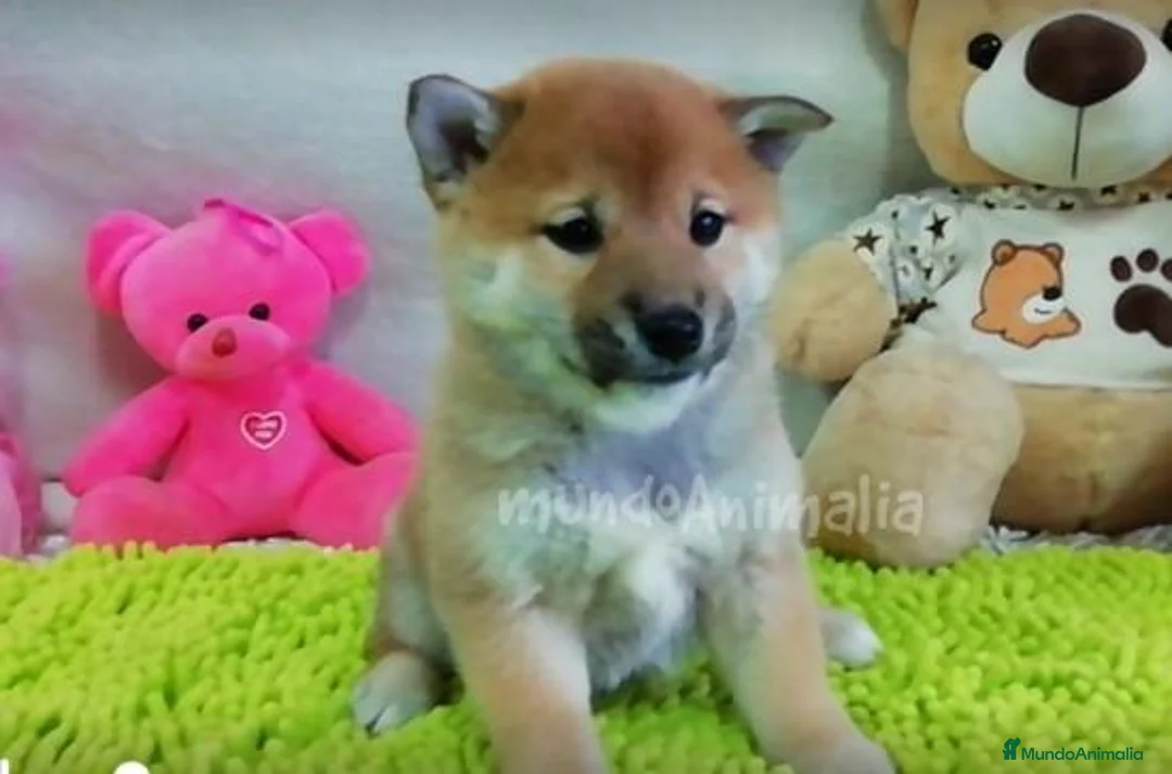 Imagen de galería {{count}}