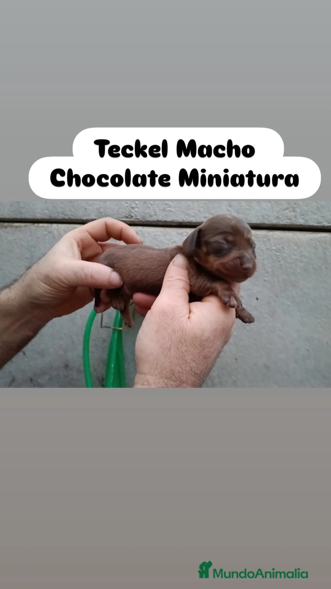 Teckel Miniatura perros en venta: Teckel Miniatura  - Anuncio 8