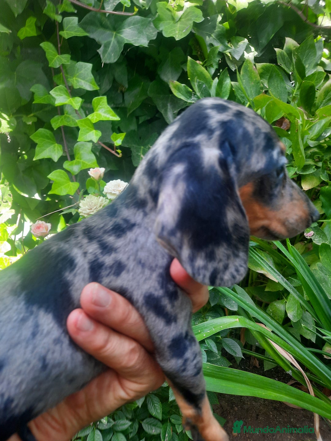 Teckel Miniatura perros en venta: Teckel de pelo corto  - Imagen 8