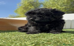 Perro de Agua Español perros en venta: PERRO DE AGUA ESPAÑOL MACHO - Imagen 21