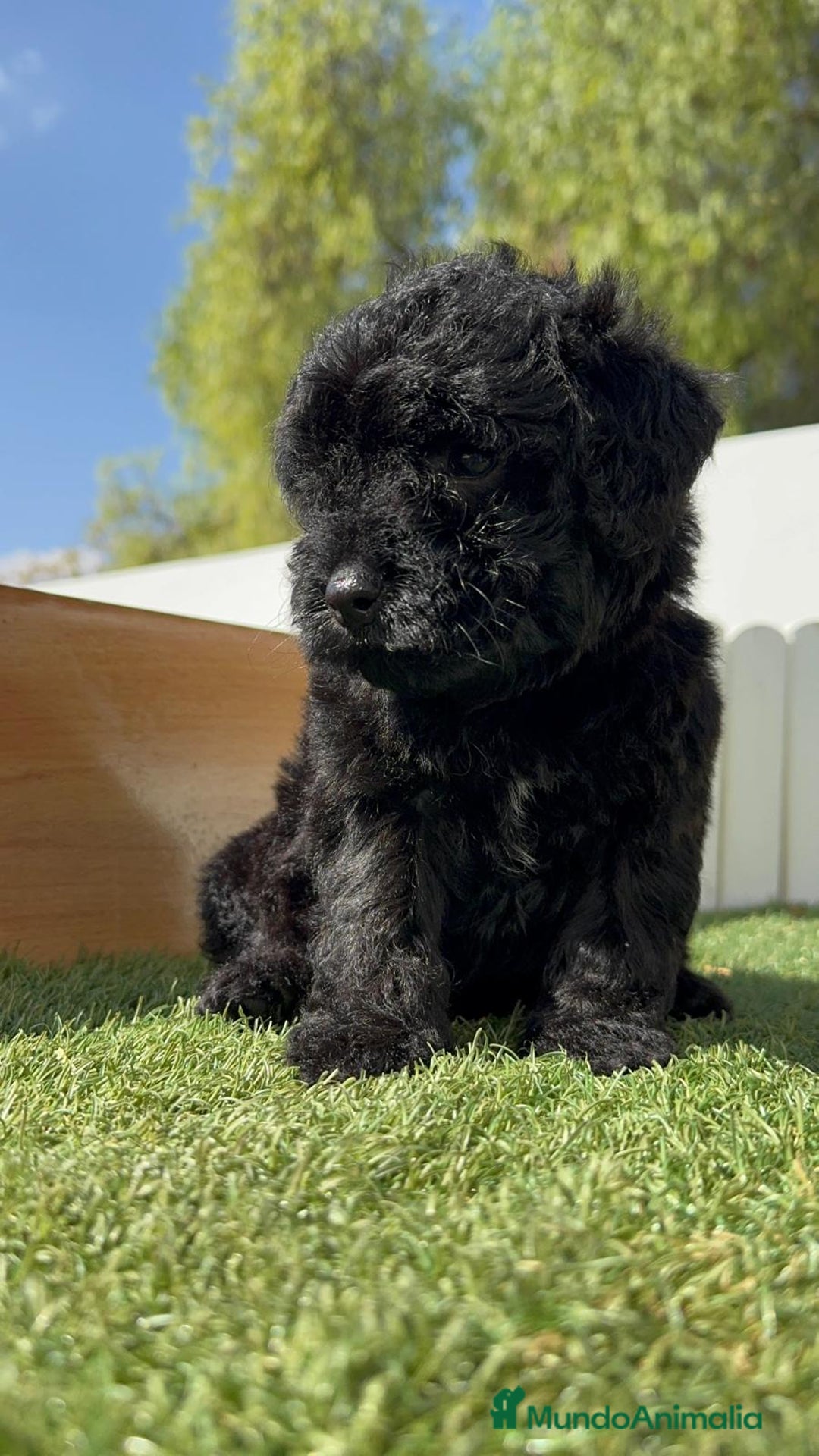 Perro de Agua Español perros en venta: PERRO DE AGUA ESPAÑOL MACHO - Imagen 21