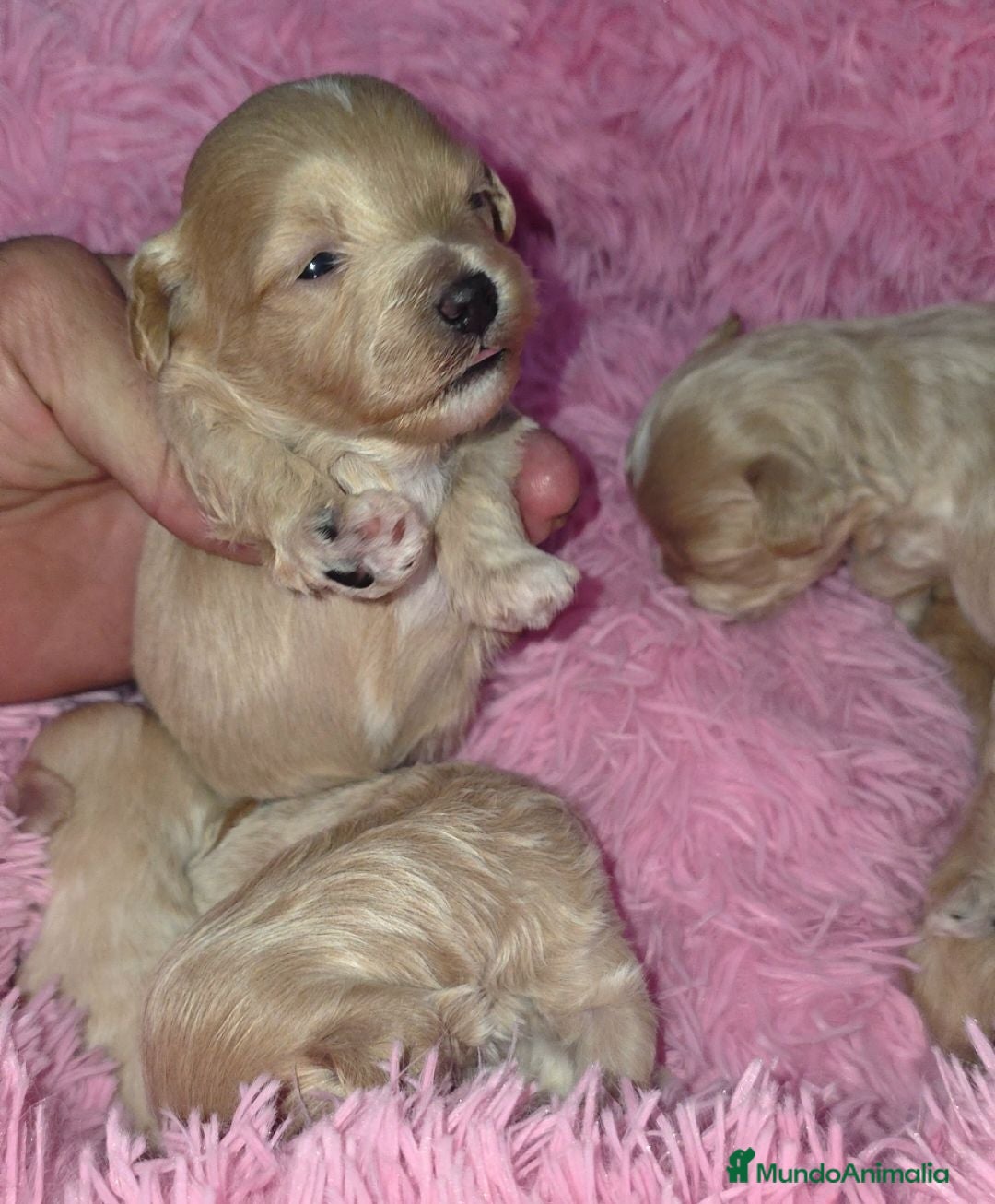 Maltipoo perros Maltipoos tea cup - Anuncio 1