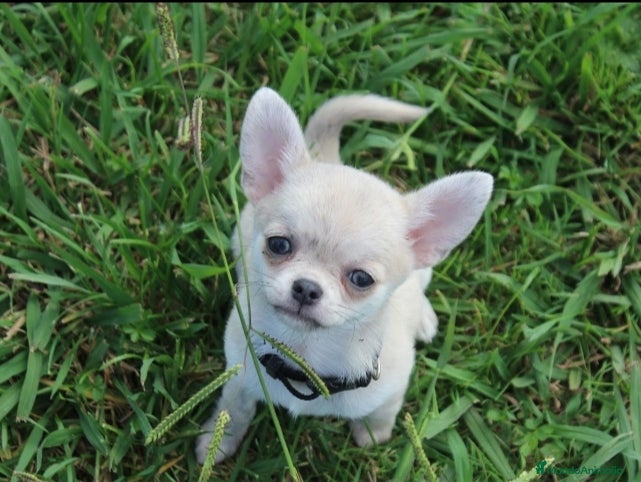 Chihuahua perros Chihuahuas - Anuncio 2