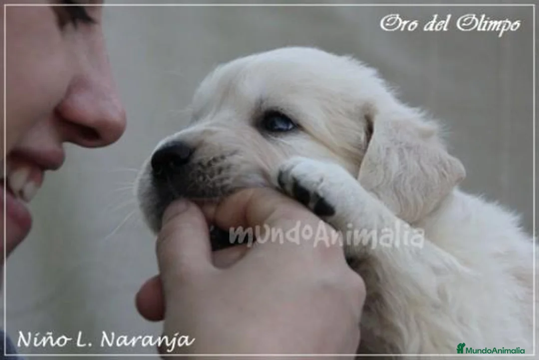 Imagen de galería {{count}}