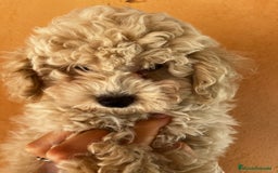 Caniche Toy perros en venta: Caniche apricot - Imagen 2
