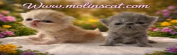 Persa gatos en venta: Camada de persas - Anuncio 3