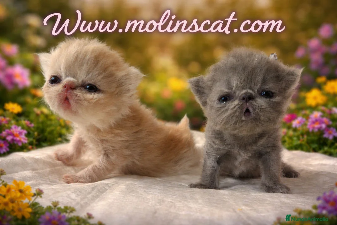 Persa gatos en venta: Camada de persas - Anuncio 3