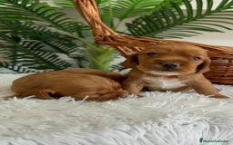 Cocker Spaniel Inglés perros en venta: COCKER SPANIEL INGLES - Imagen 11