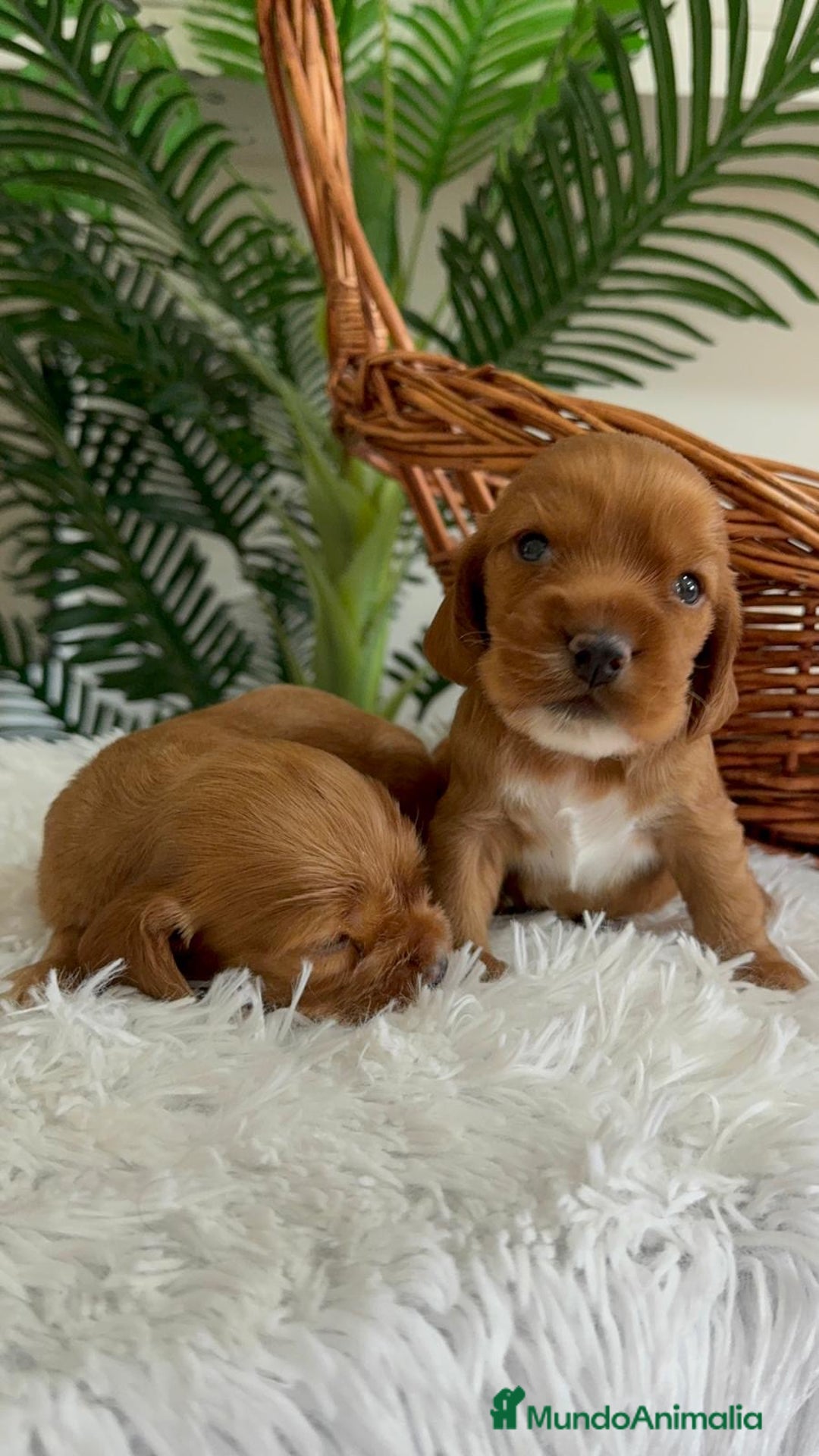 Cocker Spaniel Inglés perros en venta: COCKER SPANIEL INGLES - Imagen 11