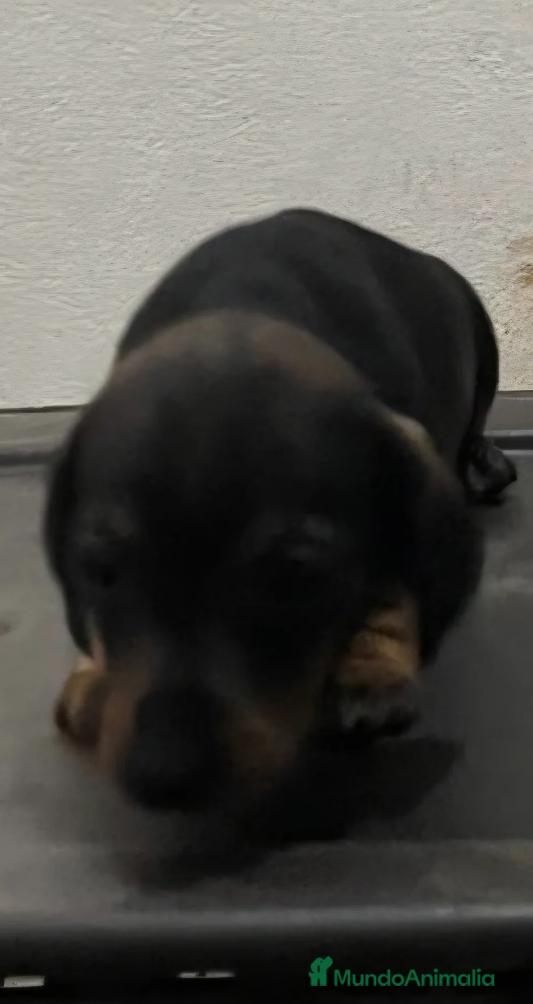 Teckel Miniatura perros en venta: Teckel kaninchen  - Anuncio 6