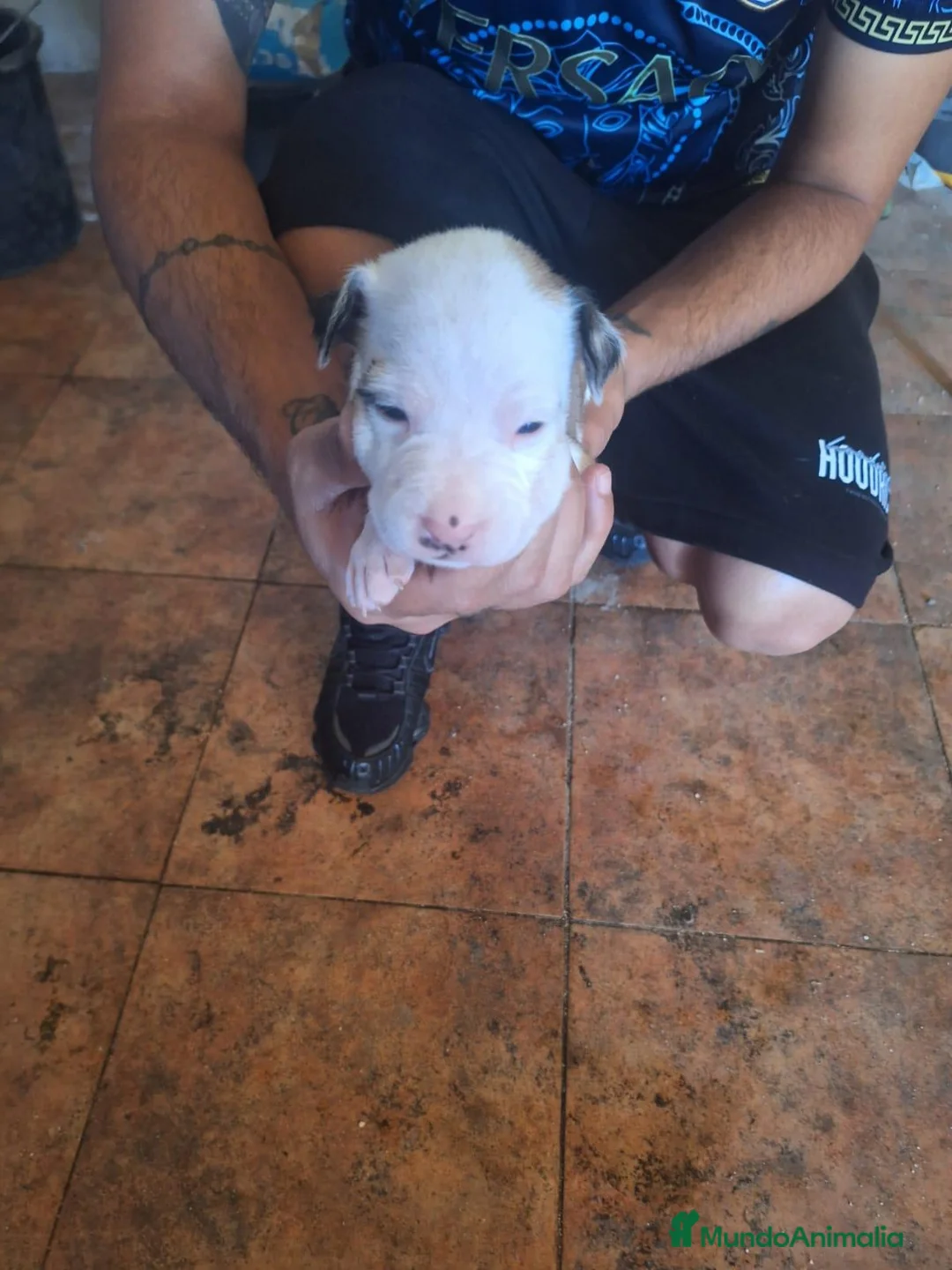 American Staffordshire-Terrier perros en venta: American Staffordshire - Anuncio 1