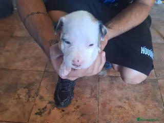 American Staffordshire-Terrier perros American Staffordshire - Anuncio 3