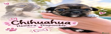 Chihuahua 2