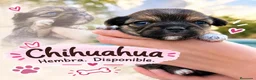 Chihuahua perros en venta: Chihuahas cabeza de manzana - Anuncio 2