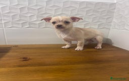 Chihuahua perros en venta: Chihuahuas - Imagen 4