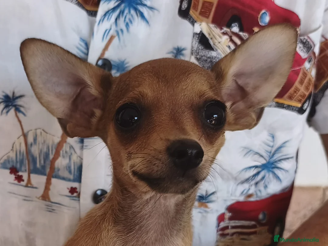 Chihuahua perros en venta: CHIHUAHUA Macho - Anuncio 2