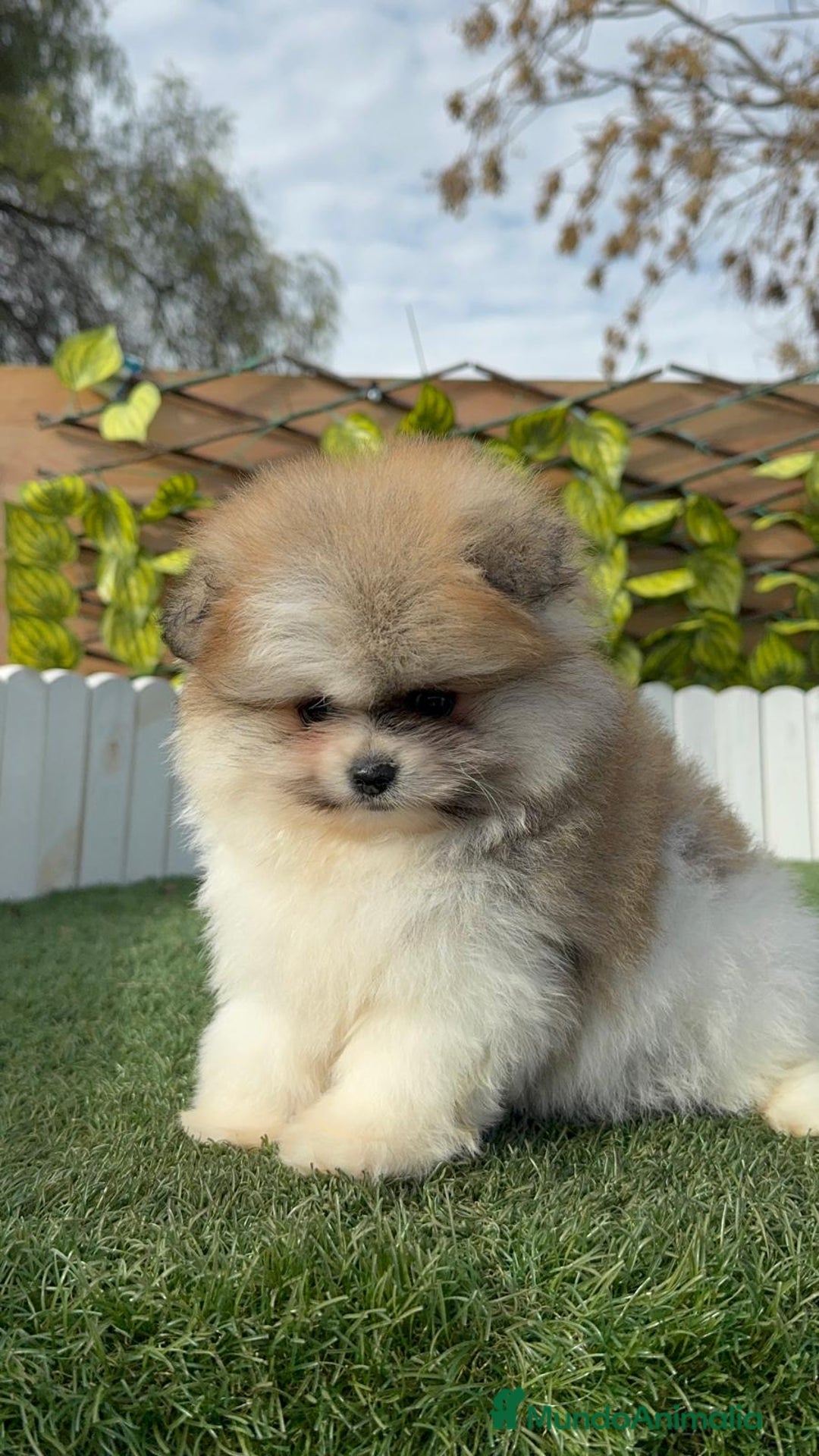 Pomerania perros en venta: POMERANIA HEMBRA - Anuncio 23