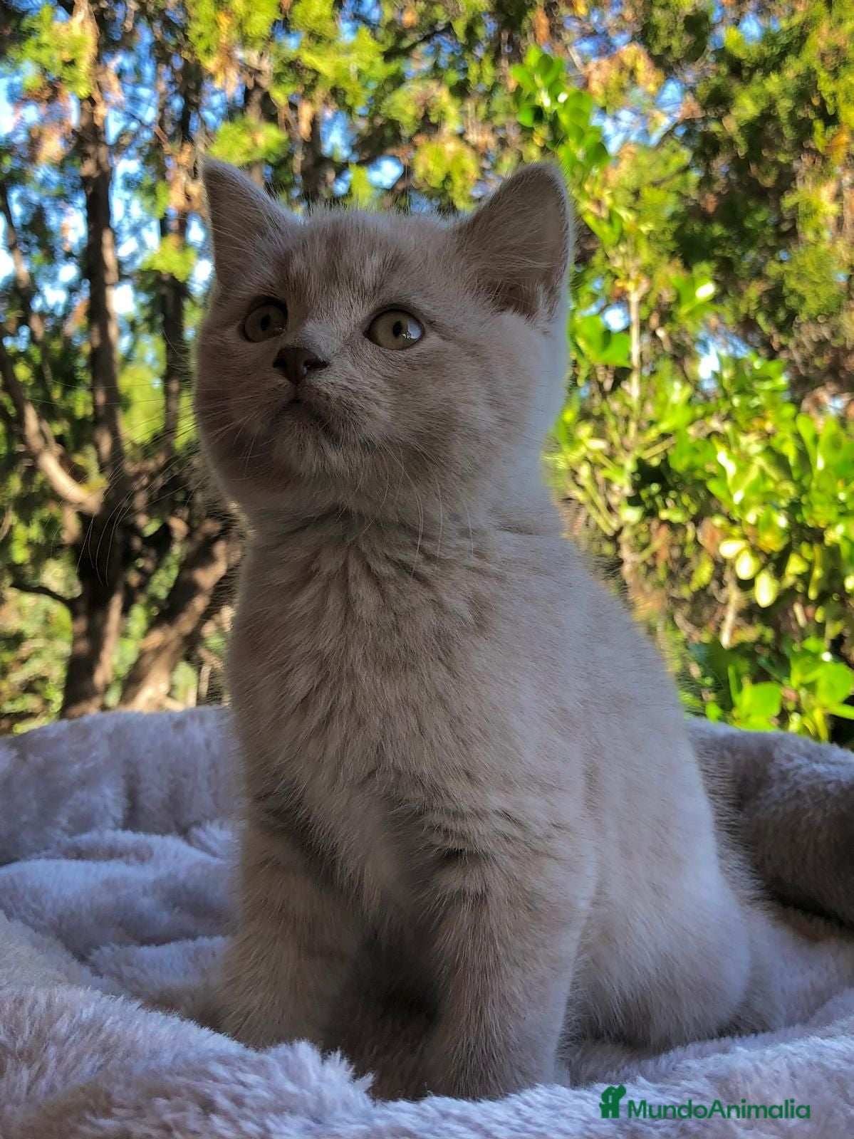 Exótico de Pelo Corto gatos British de pelo corto - Anuncio 11